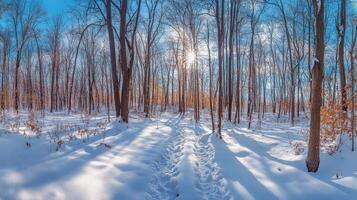 Sunlight filtering through winter forest trees on snowy path. photo