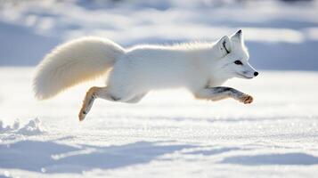 Agile white arctic fox leaping across snowy landscape. photo