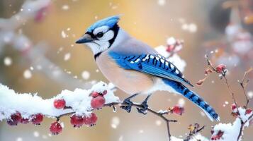 Winter scene featuring a blue jay perched on a snowy branch. photo