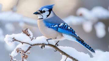 A winter scene featuring a beautiful blue jay perched on snowy branch. photo