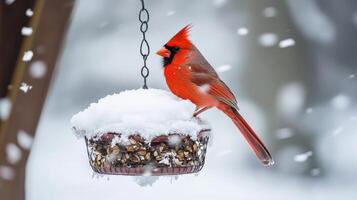 Winter scene of cardinal at snowy bird feeder. photo