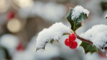 Snowy holly berries on a winter's day. photo