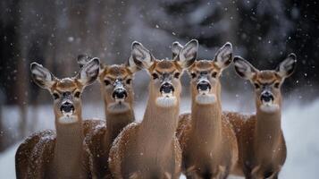 Five deer in a snowy forest scene. photo