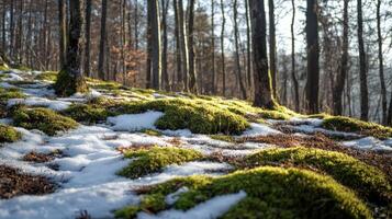 Sunlight filters through winter forest floor covered in moss and snow. photo