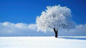 Solitary tree, frosted white, in a snowy landscape under a clear blue sky. photo