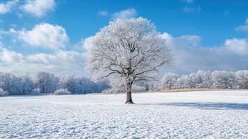 A solitary frosted oak tree stands amidst a snowy field. photo