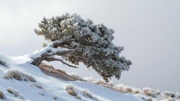 Winter wonderland scene of a snow-covered, leaning pine tree. photo