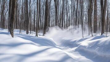 Snowy winter forest path with swirling vapor. photo