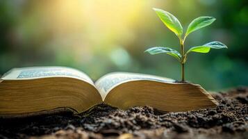 Open book resting on soil with sprouting plant. photo