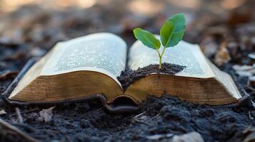 Aged book with a sprout in the earth. photo