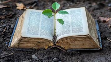 A weathered book planted in earth with a sprout growing from it. photo