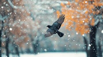 A winter's day, a dark bird soars through falling snow. photo