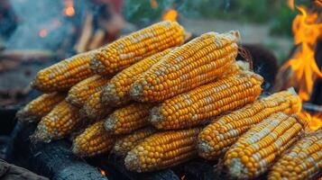 Stacked golden corn cobs roasting over a campfire. photo