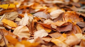 Close-up view of a colorful autumnal leaf collection. photo