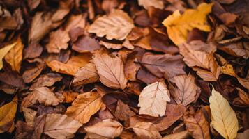 Close-up view of a multitude of autumn leaves. photo