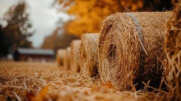 Autumnal hay bales arranged in a row on a field. photo