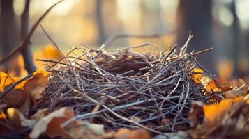 Empty bird's nest nestled among autumn leaves. photo