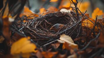Close-up view of a small bird nestled within its autumnal nest. photo
