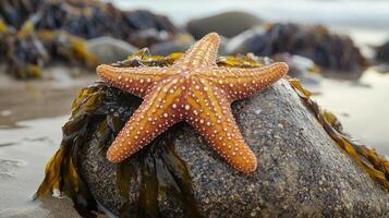 A starfish is sitting on a rock in the ocean photo