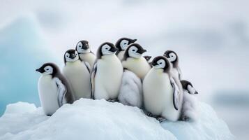 A group of young penguins huddled together on an ice floe. photo