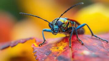 Vibrant colorful beetle on autumn leaf close-up. photo