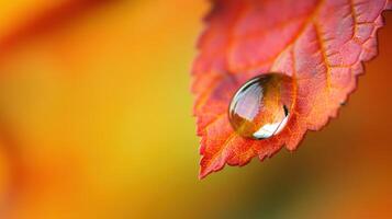 Autumnal leaf with a water droplet close-up. photo
