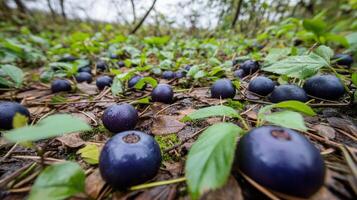 Dark berries scattered on forest floor foliage. photo