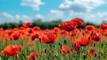Vivid red poppies fill a sunlit field under a partly cloudy sky. photo