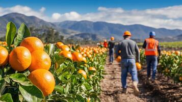 Citrus grove workers harvest a bountiful crop. photo