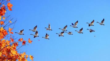 Autumnal foliage and migrating geese in a clear blue sky. photo