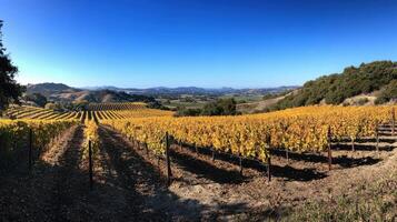 Expansive vineyard landscape in autumnal hues. photo