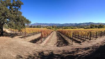 Panoramic view of autumnal vineyard rows extending to distant hills. photo
