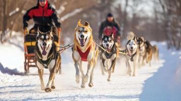 Winter sled dogs in a snowy landscape. photo