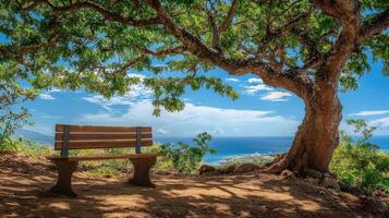 Tranquil outdoor wooden bench under a large tree overlooking the ocean. photo