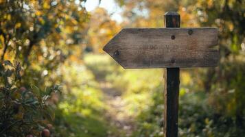 Rustic wooden directional sign amidst autumnal foliage. photo