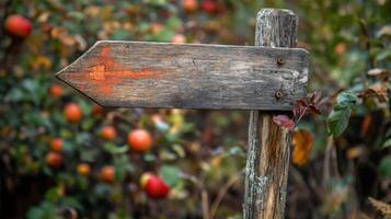Weathered wooden signpost directs a path through an orchard. photo