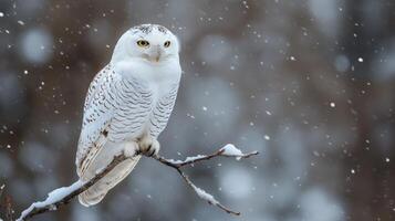 Snowy owl perched on branch in winter blizzard. photo