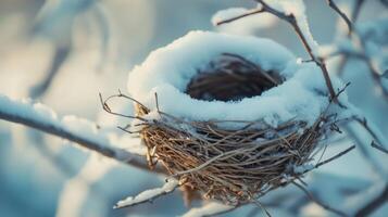 Snowy bird nest nestled in a wintery tree branch. photo