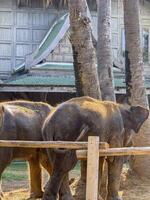 Elephant duo exploring a tropical conservation center and being playful, pair of elephants enjoy life in a protected wildlife sanctuary. Surrounded by natural beauty and a peaceful environment. photo
