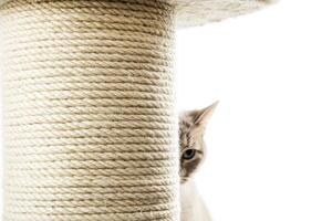 High-quality cat scratching post on a clean white background with ample space for design use photo