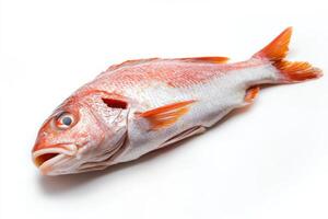 Delicious and fresh draniki served on a clean white background with high quality and sharp details photo