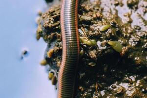 Exploring the underworld closeup of a leech and dirt enriched with earthworms in nature's ecosystem photo