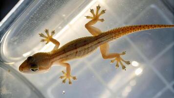 Gecko observed from below on clear surface in natural light showcasing soft shadows and unique details photo