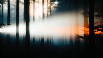 Illuminating the dark a person with a flashlight in a misty forest at dusk photo
