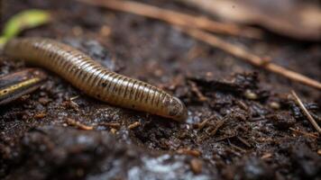 Leech crawling across moist dark soil closeup macro shot highlighting texture and organic debris photo