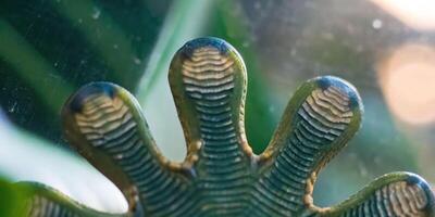 Macro image of a gecko's foot on a clear surface highlighting unique toe pads in a natural setting photo