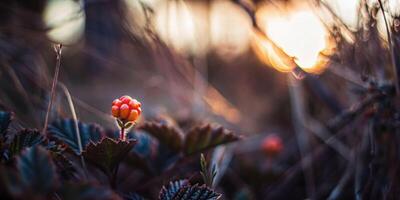 Cloudberry focus at sunrise nature scene golden light low angle view of ripe berries in tranquil environment photo