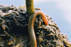 Closeup of a leech on soil with earthworms wet environment nature concept macro view photo