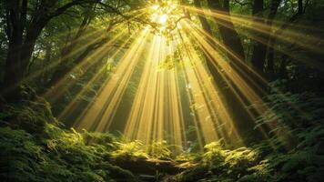 Sunbeams shining through lush green trees creating a magical and ethereal forest landscape scene. photo