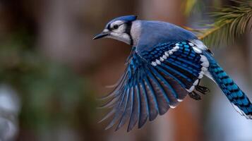 Majestic Blue Jay Bird in Flight Showing Vibrant Feathers in a Natural Outdoor Setting photo